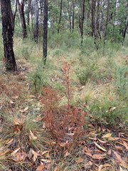 Pultenaea gunnii