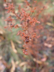 Pultenaea gunnii