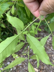 Vitex melicopea