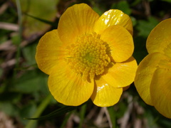 Ranunculus breyninus