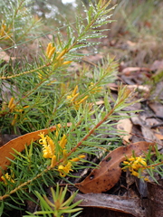 Persoonia chamaepeuce