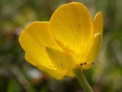 Ranunculus breyninus