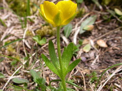 Ranunculus breyninus