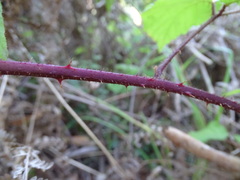 Rubus erythrops