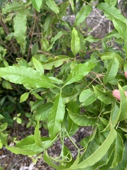 Vitex melicopea