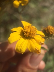 Bahiopsis triangularis