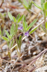 Trichostema austromontanum