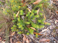 Persoonia chamaepeuce