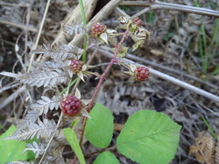 Rubus erythrops