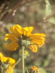 Bahiopsis triangularis