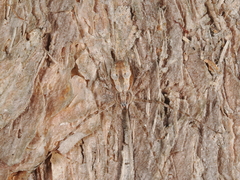 Tamopsis fickerti