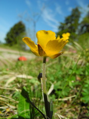 Ranunculus breyninus