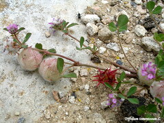 Trifolium tomentosum