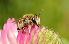 Taeniandrena