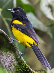 Icterus prosthemelas