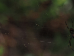 Trichonephila plumipes