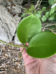 Hoya australis