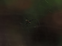 Trichonephila plumipes