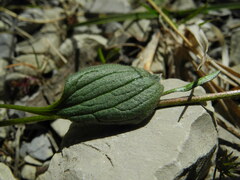 Ranunculus breyninus