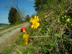 Ranunculus breyninus