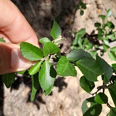 Grewia occidentalis occidentalis
