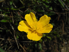 Ranunculus breyninus