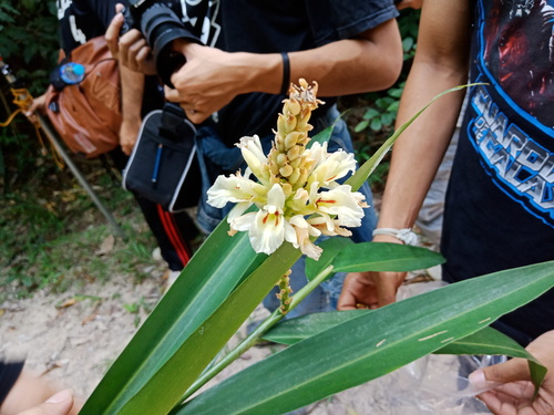 Alpinia oxymitra, photograph 4