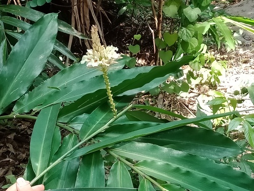 Alpinia oxymitra, photograph 5
