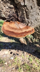 Inocutis tamaricis