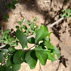 Grewia occidentalis occidentalis