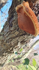Inocutis tamaricis