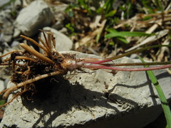 Ranunculus breyninus