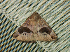Bastilla joviana