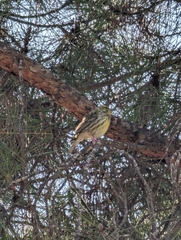 Serinus serinus