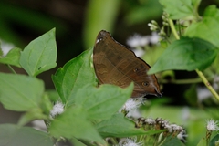 Doleschallia bisaltide