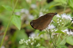 Doleschallia bisaltide