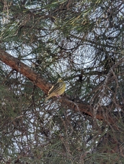 Serinus serinus