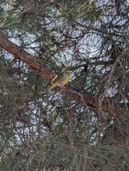 Serinus serinus