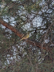 Serinus serinus