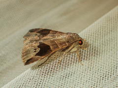 Bastilla joviana