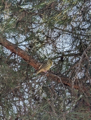 Serinus serinus