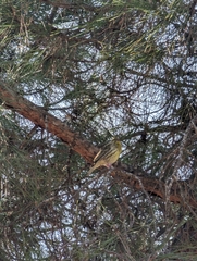 Serinus serinus