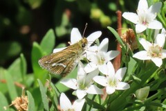 Taractrocera papyria