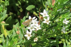 Taractrocera papyria