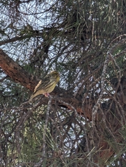 Serinus serinus
