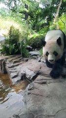 Ailuropoda melanoleuca