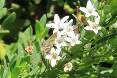 Taractrocera papyria