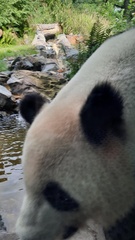 Ailuropoda melanoleuca