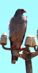 Melierax canorus canorus