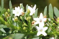 Taractrocera papyria